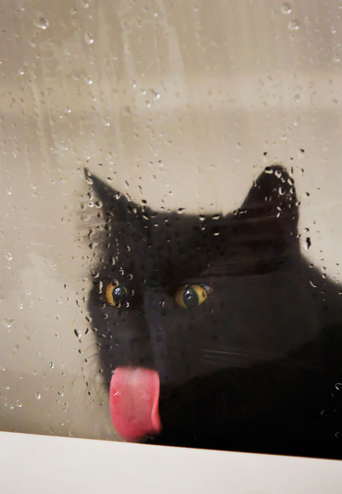 Когда животные пытаются лизать оконное стекло — получаются вот такие забавные снимки