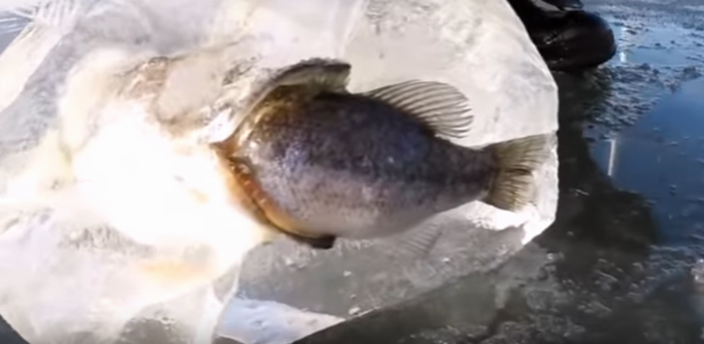 Как такое могло произойти — щука с рыбой в зубах вмерзла в лед озера