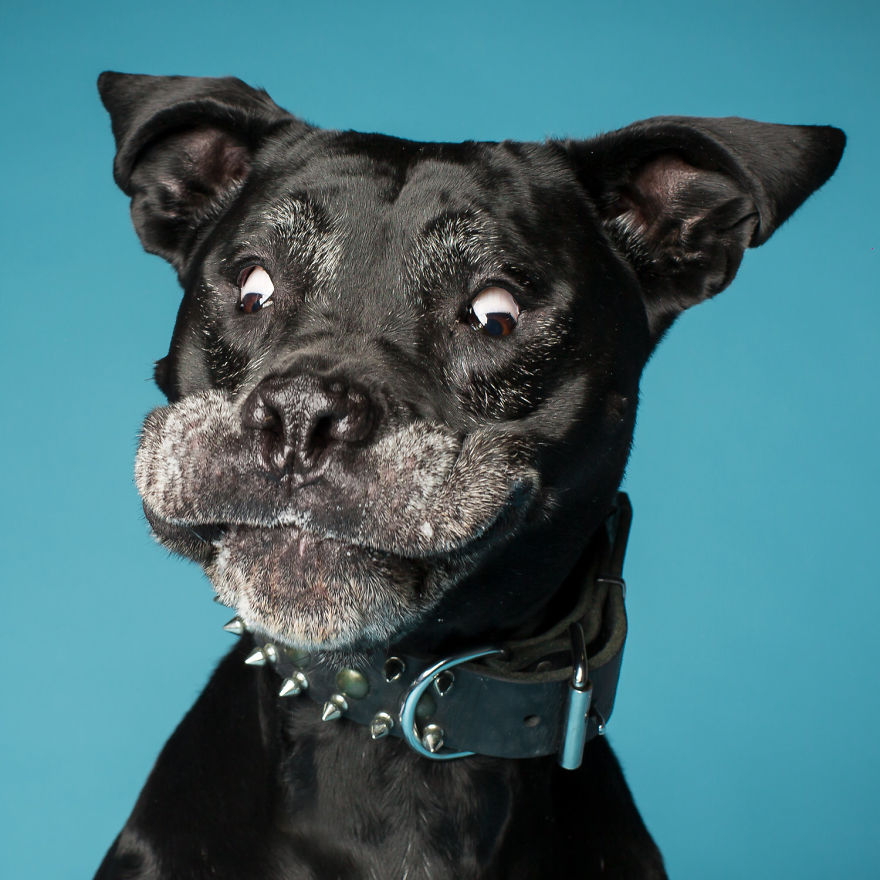 Эмоции собак в фотографиях Kevin Sarasom