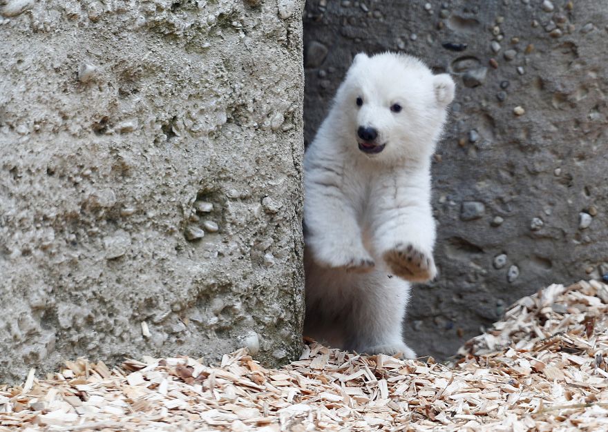 Первые шаги полярного медвежонка в зоопарке Германии