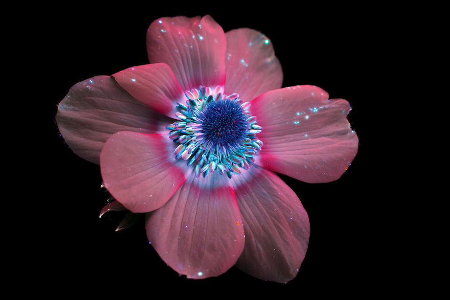 Ослепительные фотографии цветов в ультрафиолетовом свете