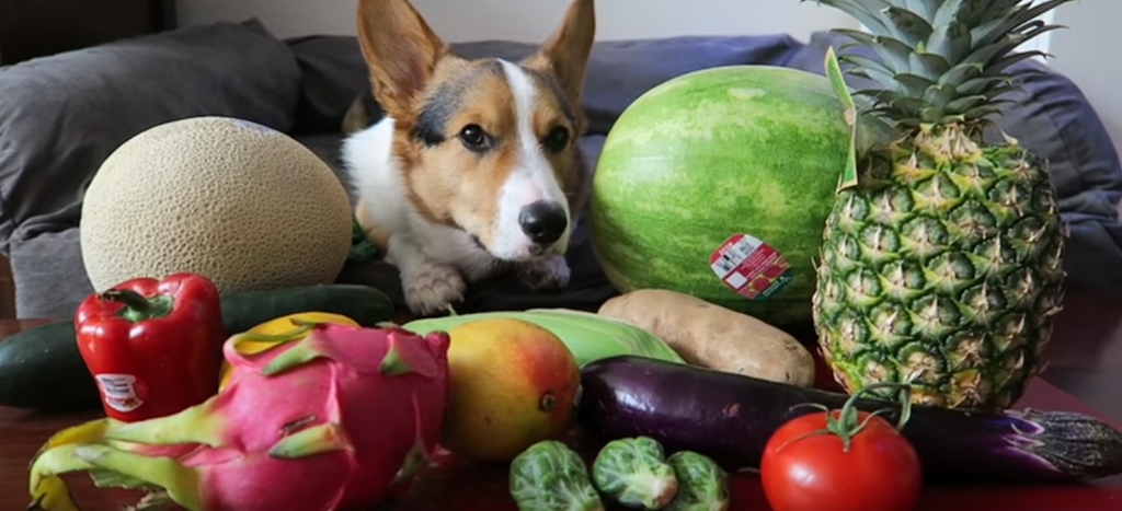 Эксперимент — пёс пробует разные овощи и фрукты