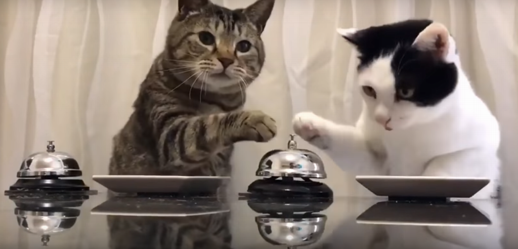 Хозяин обучил кошек пользоваться колокольчиком, чтобы выпрашивать еду