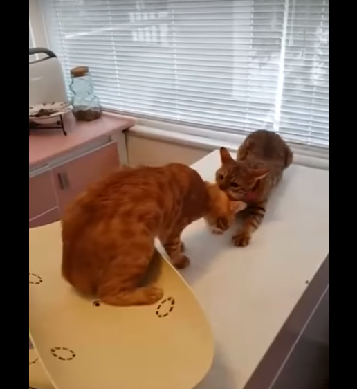 Друг в беде не бросит — самоотверженный кот спасает своего собрата от ветеринара