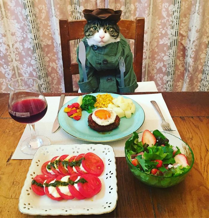 Кот Маро каждый вечер ужинает в разных нарядах