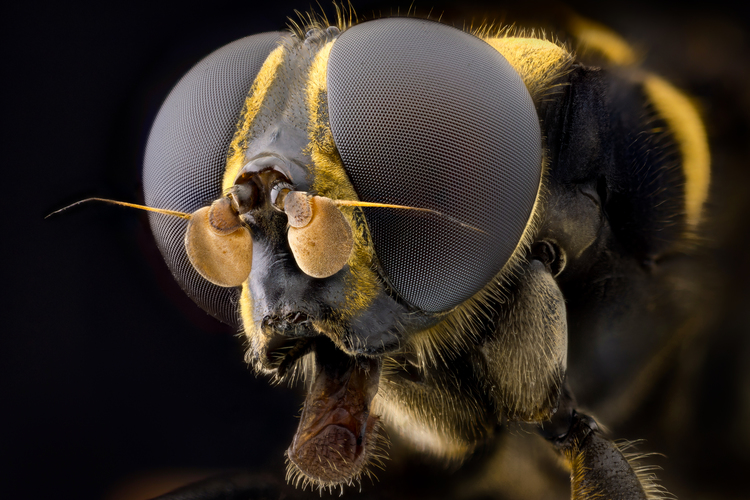 Макро насекомые фотографа Джона Холмена