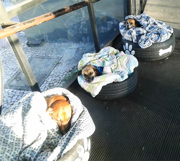 Работники автобусной станции придумали как помочь бродячим собакам