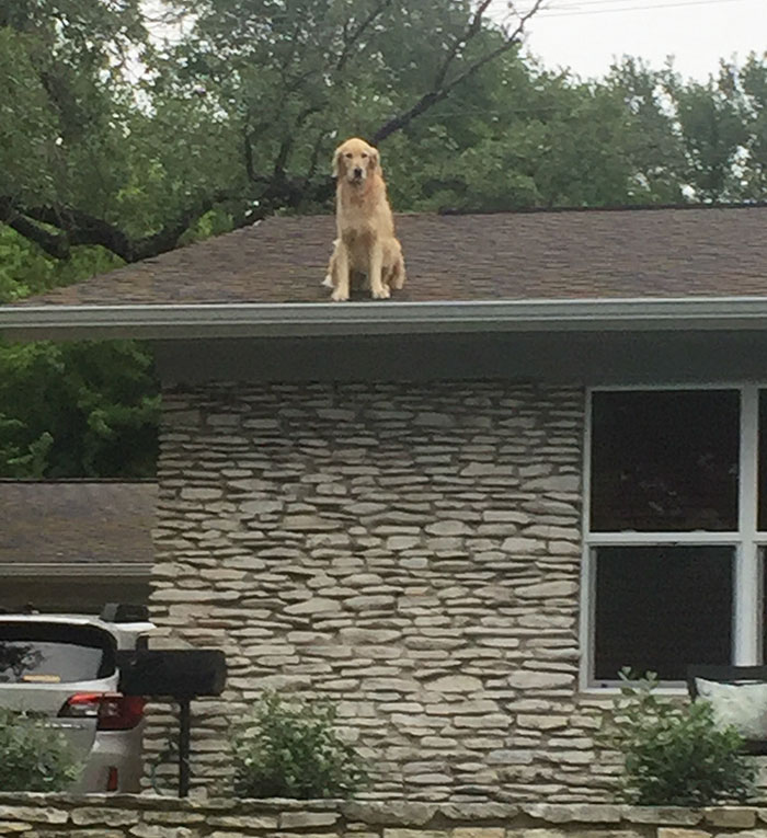 Семье пришлось делать табличку, объясняющую почему их собака на крыше