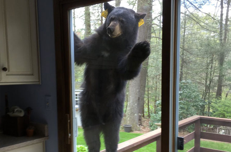 Медведь учуял запах пекущихся кексов и попытался ворваться в дом