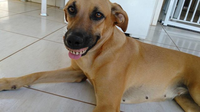 Собака с человеческой улыбкой