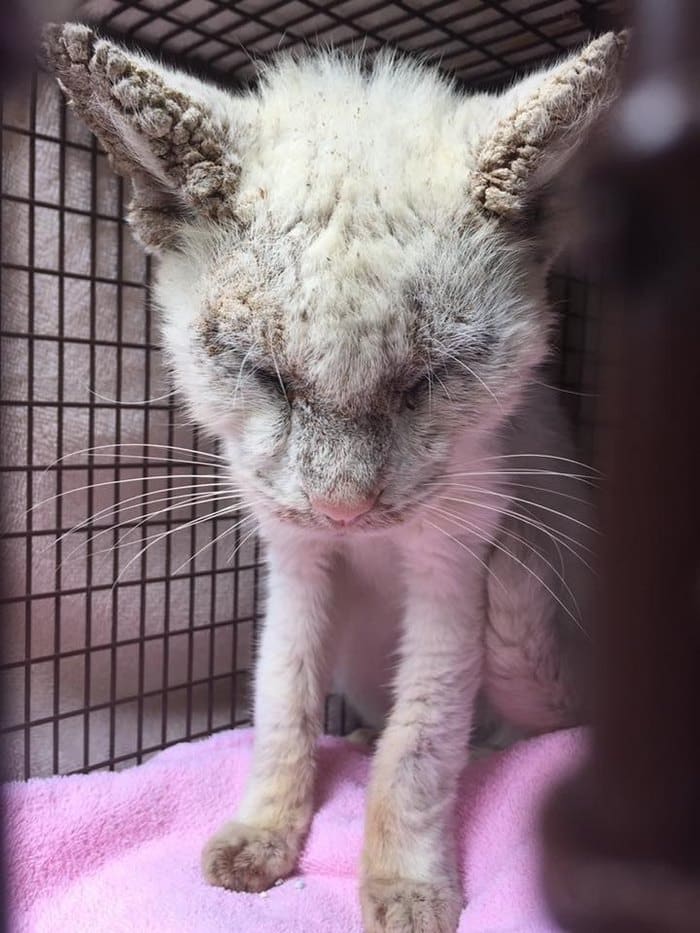 «Слепой» кот поразил невероятной красотой глаз после выздоровления