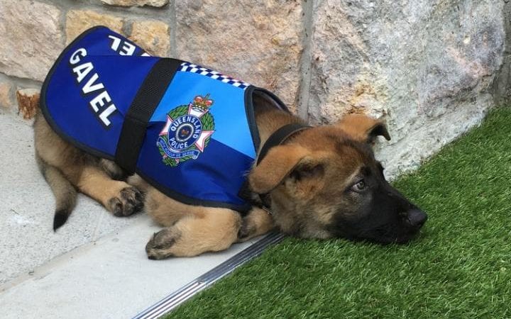 Полицейскую собаку уволили со службы за чрезмерную доброту