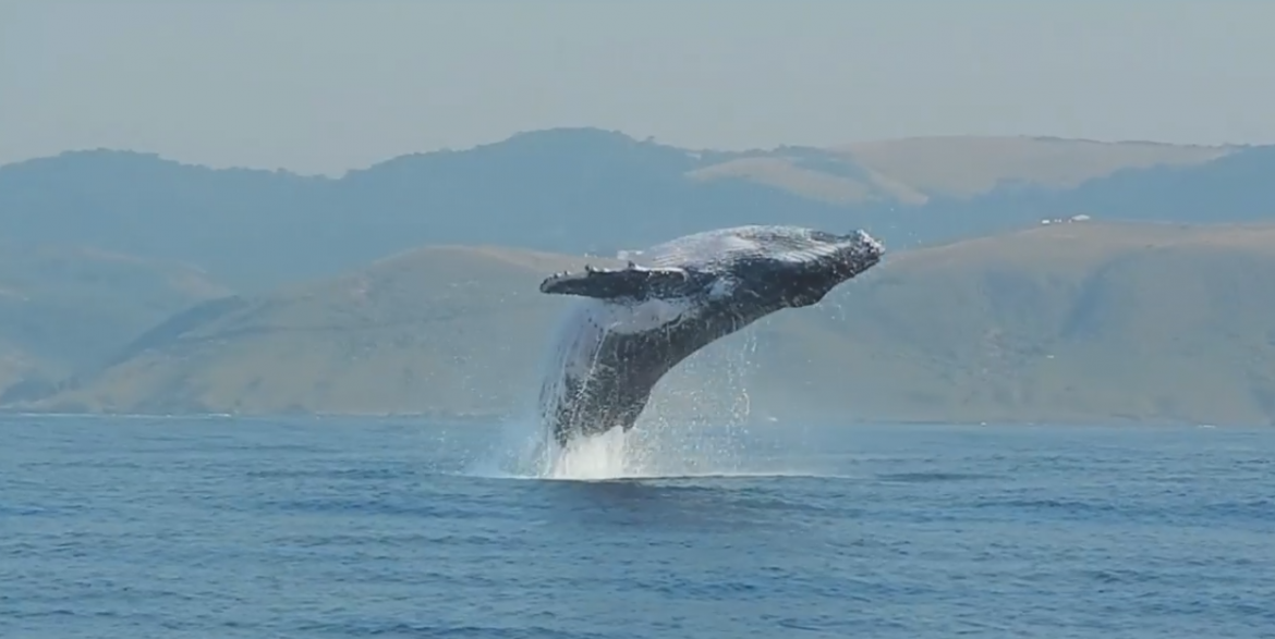 40-тонный кит, выпрыгнувший из воды полностью был снят на видео