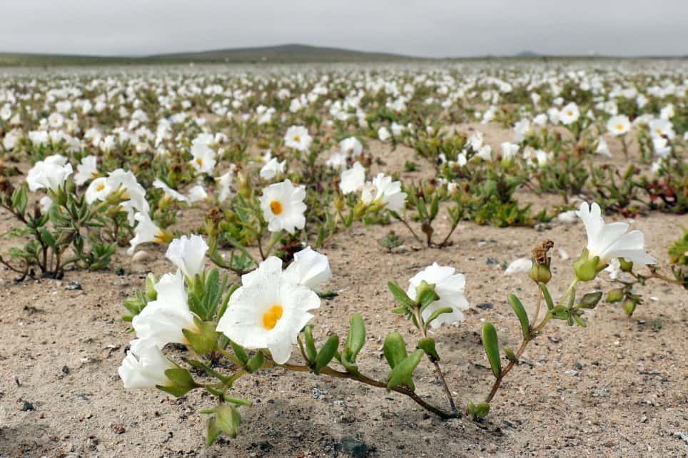 В самой засушливой пустыне планеты выросли цветы