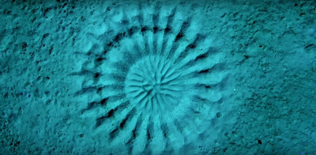 Рыба-архитектор создает шедевры из песка на морском дне