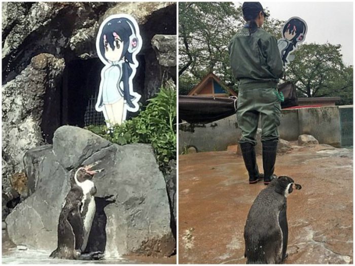 Пингвин в японском зоопарке впал в депрессию, когда у него отобрали любимую картонную фигуру