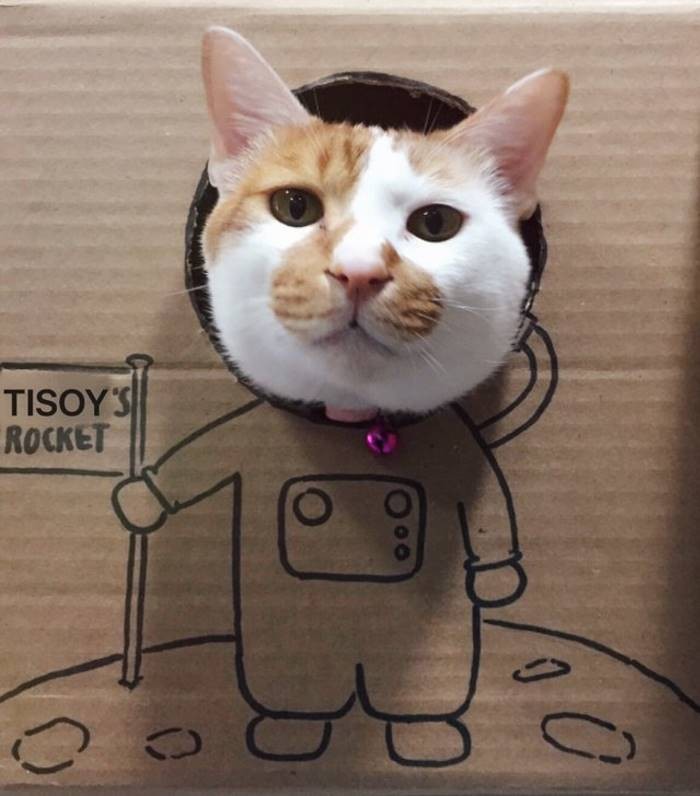 Ветеринары создают смешные картонные домики для кота