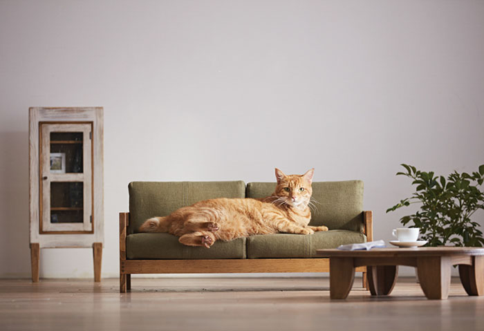 Миниатюрная мебель для котов