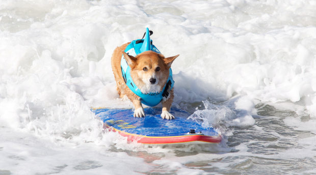 На гребне волны  —  в Калифорнии прошли соревнования собак-сёрферов