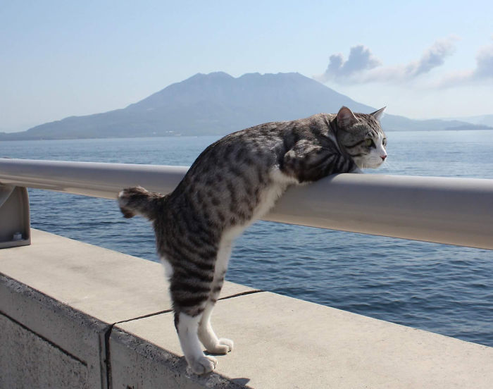 Удивительно фотогеничный кот из Японии